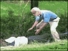 Humour - Fun Animaux Crocodiles - Caïman Serie 01 