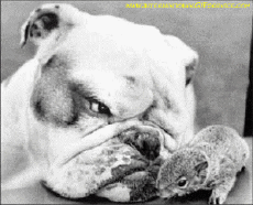 Humor - Fun Animales Perros 01 