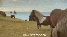 Humor -  Fun Tiere Pferde 01 