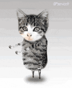 Humor -  Fun Animals Cats 05 