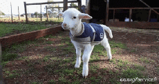 Humor -  Fun Animals Sheep 01 