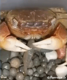 Humour - Fun Animaux Crabes 01 