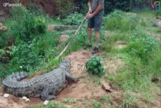 Humour - Fun Animaux Crocodiles - Caïman Serie 01 