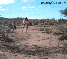 Humor -  Fun Animals Camels 01 