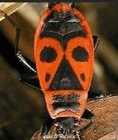 Humor - Fun Morphing - Parece People - Vip People Serie 02 