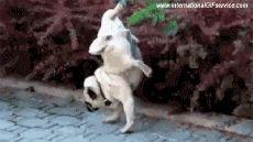 Humor -  Fun Animals Dogs 01 