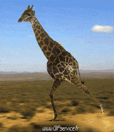 Humour - Fun Animaux Girafes Serie 01 