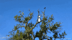 Umorismo -  Fun GIF Artista @Eclectech 