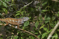 Humor -  Fun Tiere Chameleon 01 