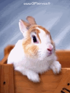 Humor -  Fun Tiere Kaninchen 01 