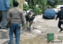 Humor - Fun Animales Vacas 01 