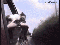 Humor -  Fun Tiere Hunde 02 