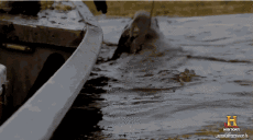 Humor -  Fun Animals Crocodiles - Caiman 01 