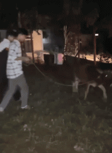 Humor -  Fun Animals Cows 01 