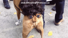 Humour - Fun Animaux Chiens Serie 01 