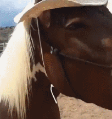 Humor - Fun Animales Caballos Serie 02 