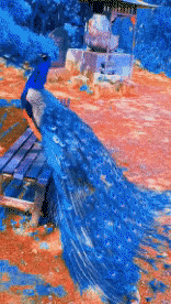 Humor -  Fun Animals Birds Peacock 