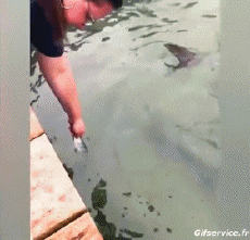 Umorismo -  Fun Animali Pesce 01 