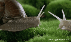 Humor - Fun Animales Caracoles 01 