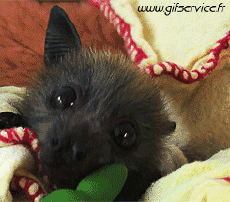 Humor -  Fun Tiere Glatze Maus 01 