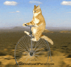 Humor -  Fun Animals Cats 01 