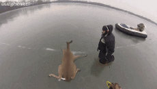 Humor - Fun Animales Ciervo - Cervatillo 01 