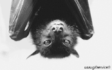 Humour - Fun Animaux Chauve Souris 01 