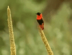 Multimedia Canales - TV Francia Voyage Jingle Pub 