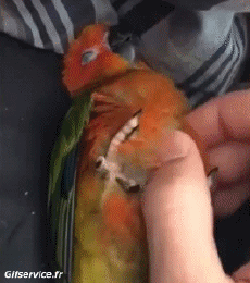 Humour - Fun Animaux Oiseaux Pérroquet Péruche 