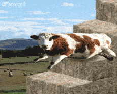 Humor -  Fun Tiere Kühe 01 