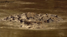 Humor -  Fun Animals Crocodiles - Caiman 01 