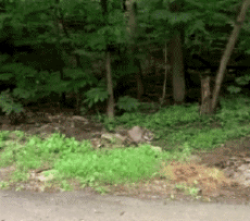 Humor -  Fun Animals Raccoons 01 