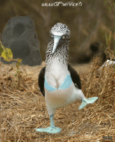 Humor -  Fun Animals Birds Various 