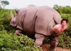 Humor -  Fun Animals Rhinoceros 01 