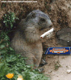 Humor - Fun Animales Marmotas 01 