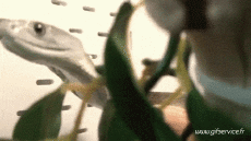 Humor - Fun Animales Serpientes 01 