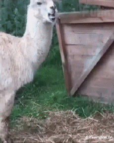 Humor - Fun Animales Lama 01 