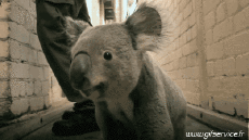 Humour - Fun Animaux Koala 01 
