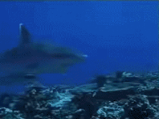 Multimedia Canales - TV Francia Voyage Jingle Pub 