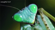 Humor -  Fun Animals Insects 01 