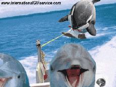 Humor -  Fun Tiere Delfine 01 