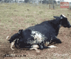 Humor - Fun Animales Perros 04 