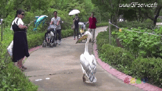 Humor - Fun Animales Pájaros Pelícanos 