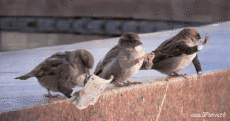 Humor -  Fun Animals Birds Sparrows 