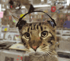 Humour - Fun Animaux Chats Serie 04 