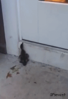 Humour - Fun Animaux Oiseaux Divers 02 