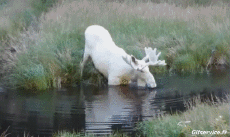 Humor -  Fun Tiere Elch 01 