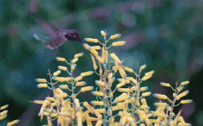 Humor -  Fun Tiere Geflügel Kolibri 