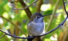 Humour - Fun Animaux Oiseaux Colibri 