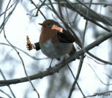 Humour - Fun Animaux Oiseaux Moineaux 